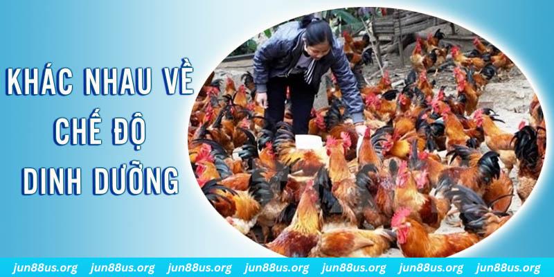7mcn xổ số thứ sáu hàng tuần